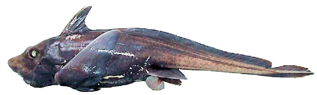 Hydrolagus affinis_05.jpg